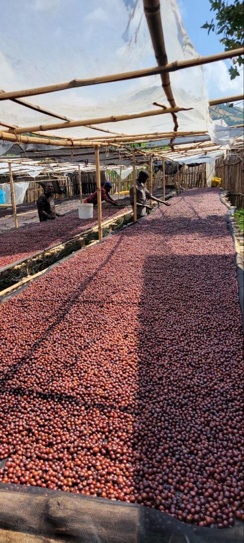 Ethiopia | Bekele Yutute | Anaerobic Natural - River submerged | Jarc 74158