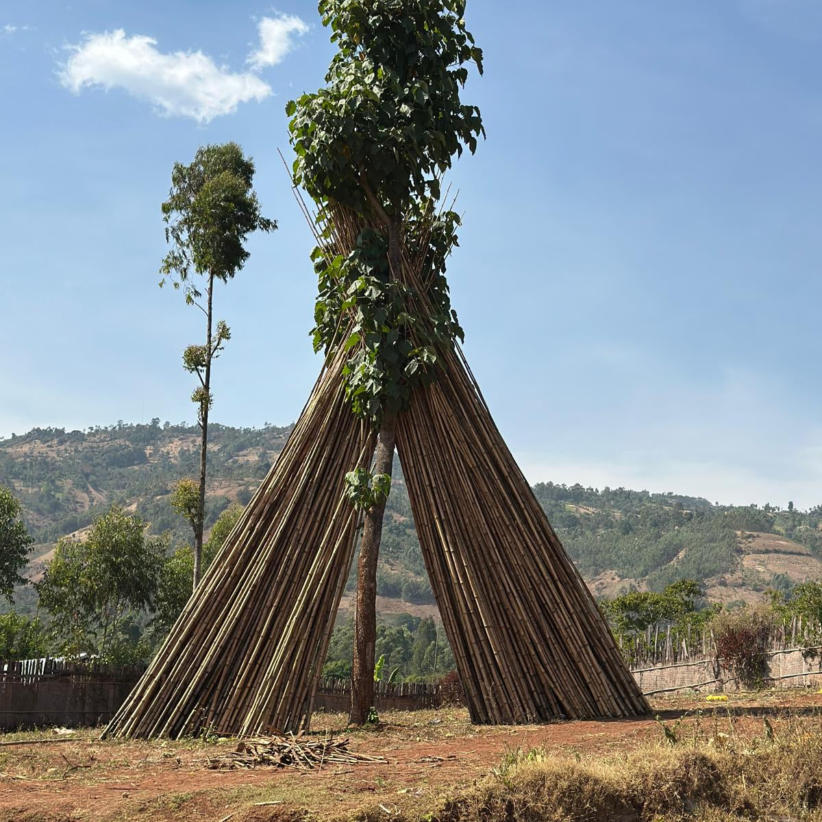 Ethiopia | Negash Abarago | Washed | Jarc 74110