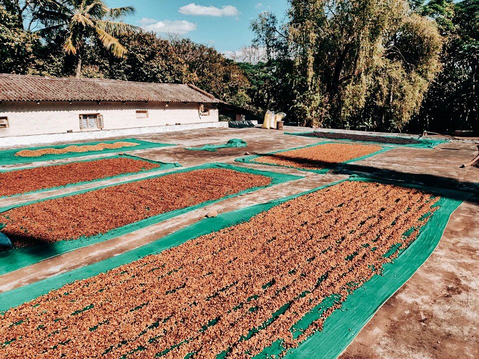 India | South India Coffee Company | Honey | Catuai