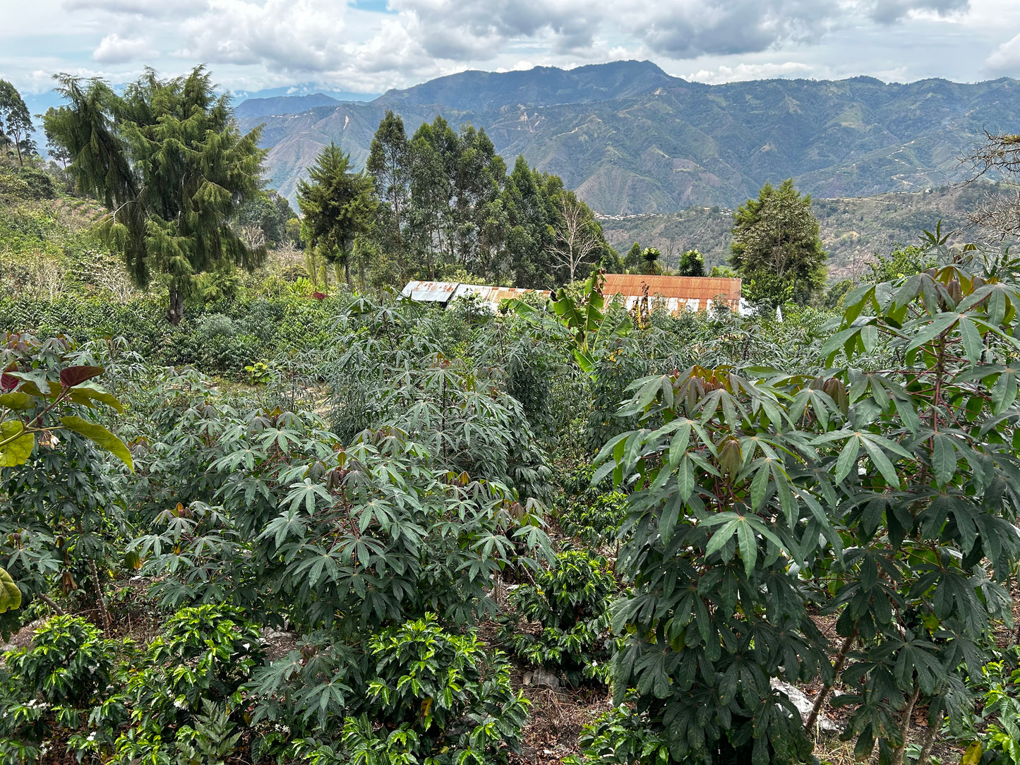 Peru | Modesto Chinguel | Cultured Washed | Bourbon