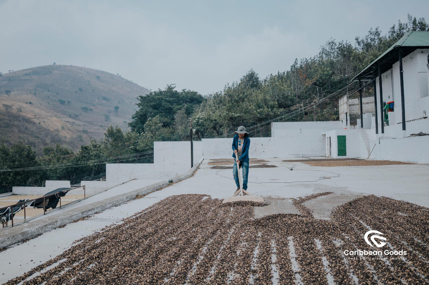 Guatemala | Finca La Concepción | Washed