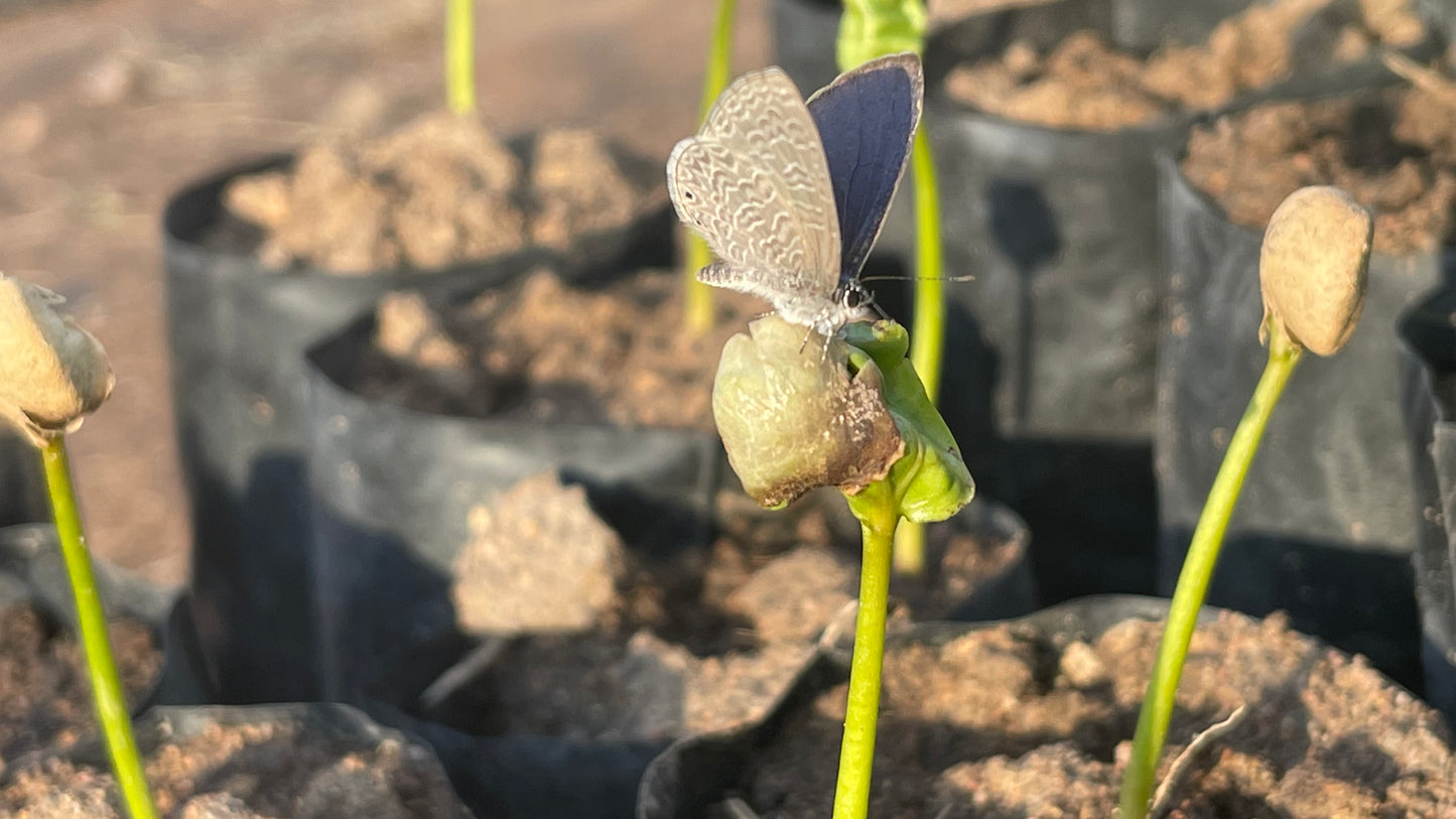 Zambia | Mount Sunzu | Natural