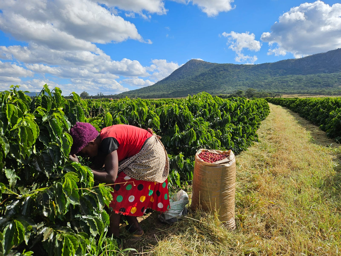 Zambia | Mount Sunzu | Natural