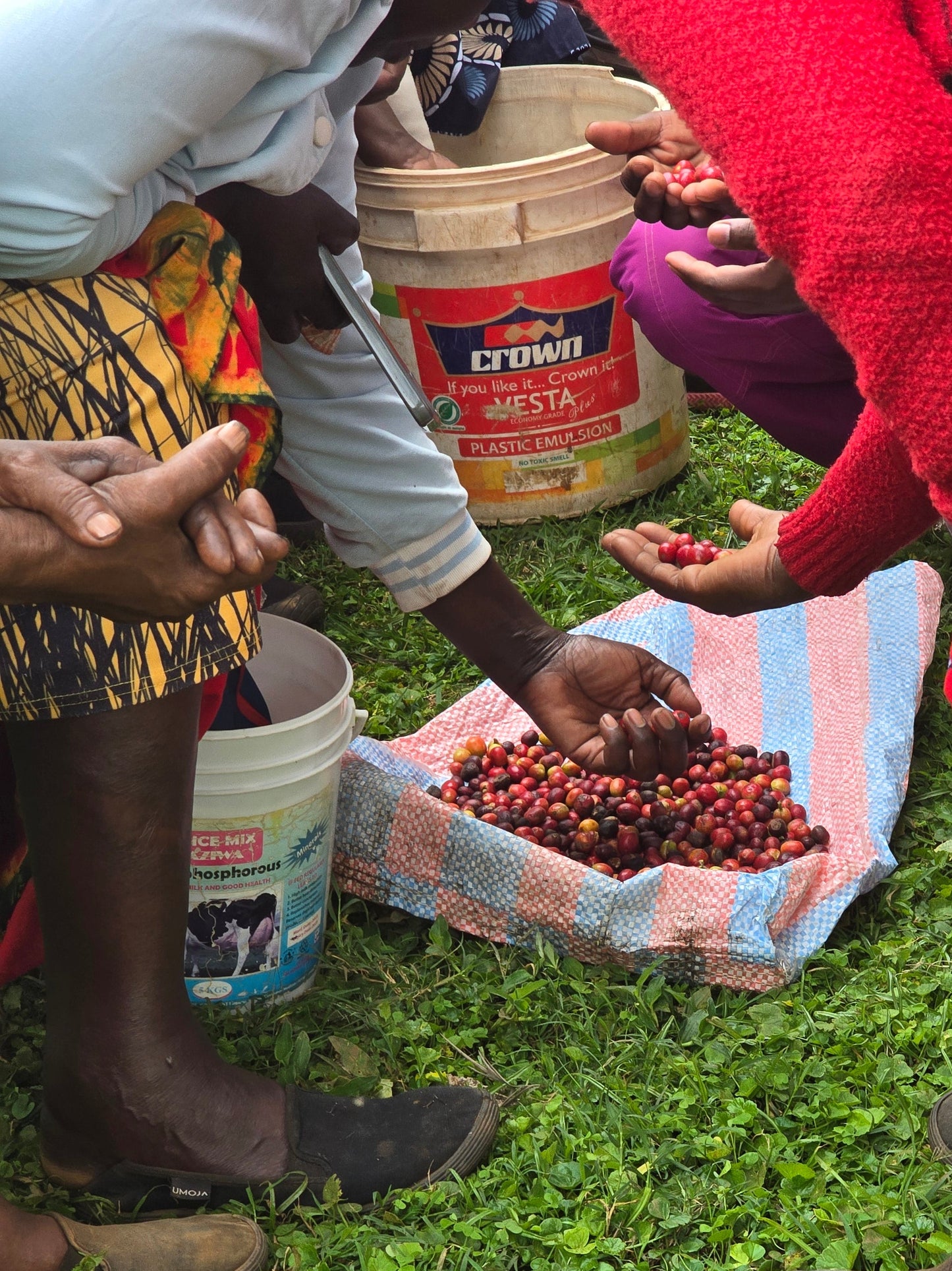 Kenya | Lot 20 | Nandi County - Peaberry | Washed
