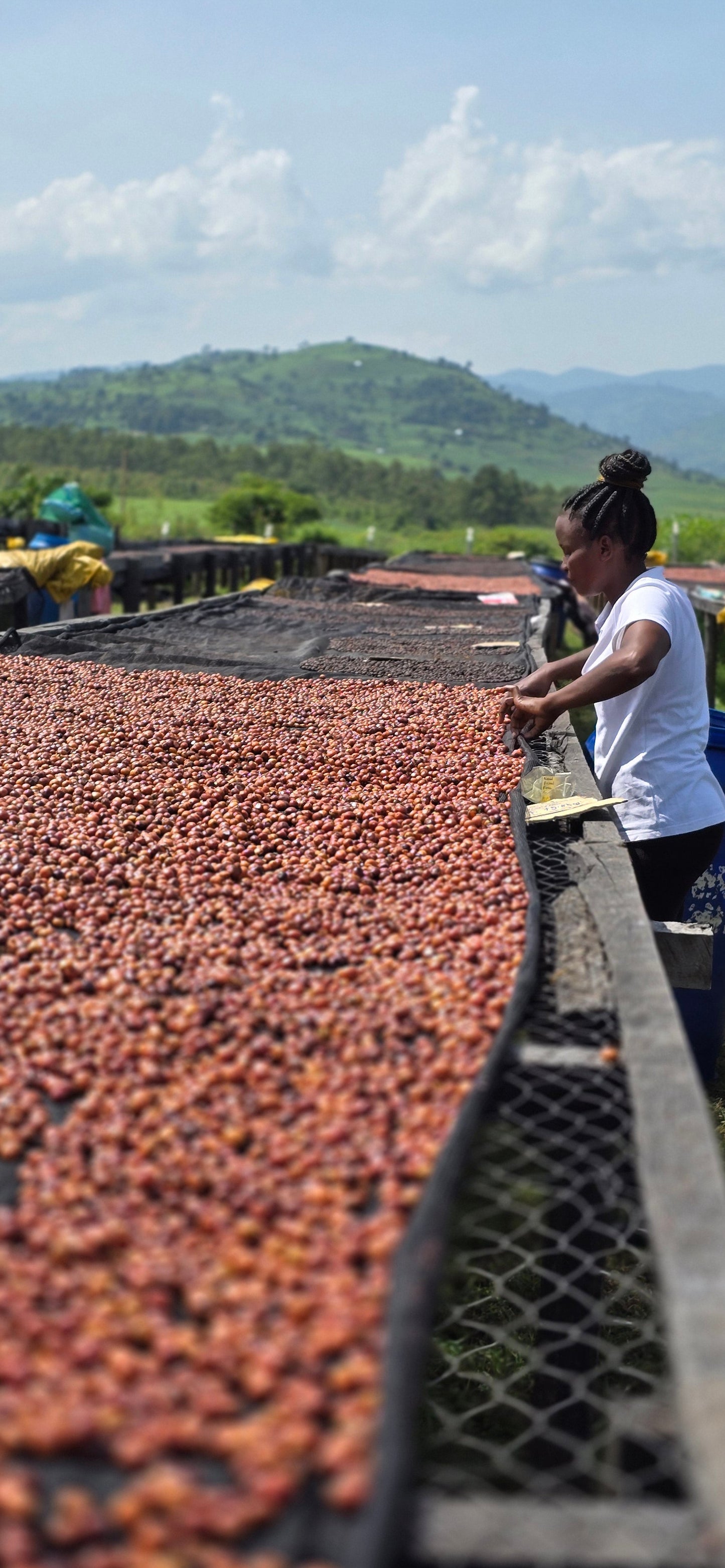 Kenya | Lot 20 | Nandi County - Peaberry | Washed