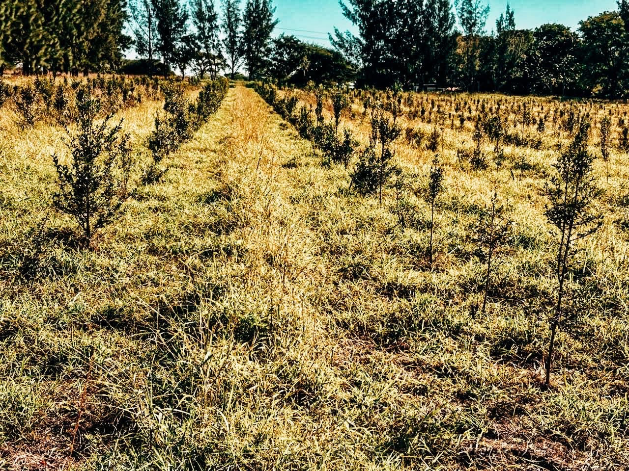South Africa | Shamba Nathi | Racemosa | Natural
