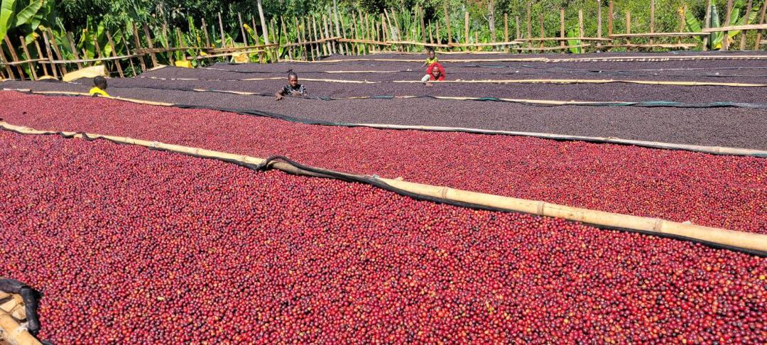 Ethiopia | Bekele Yutute  | Anaerobic Natural - River submerged | Jarc 74158