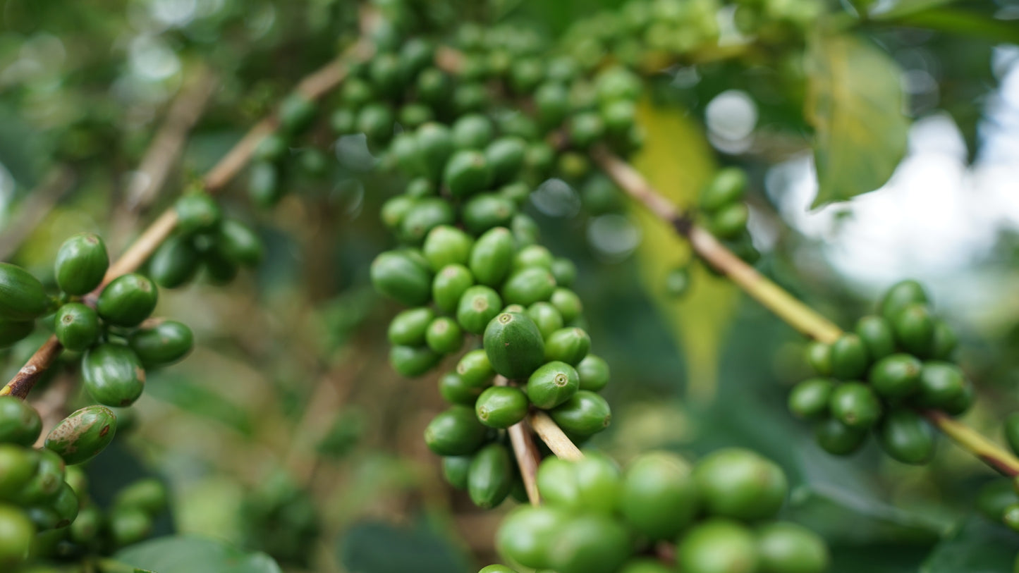 Uganda | Bukonzo Dream | Agri Evolve | Natural