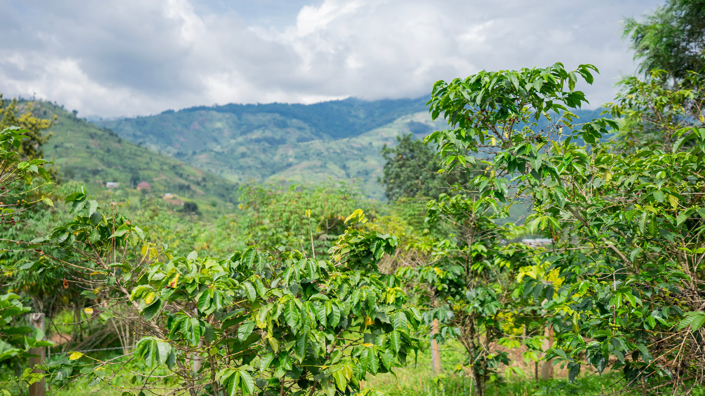 Uganda | Bukonzo Dream | Agri Evolve | Natural