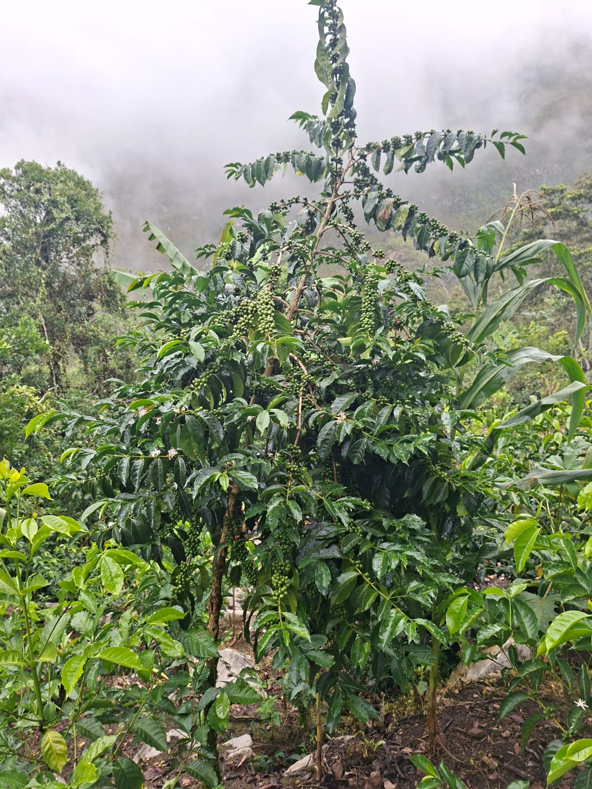 Peru | Demostenes Tantalean | Washed - Geisha