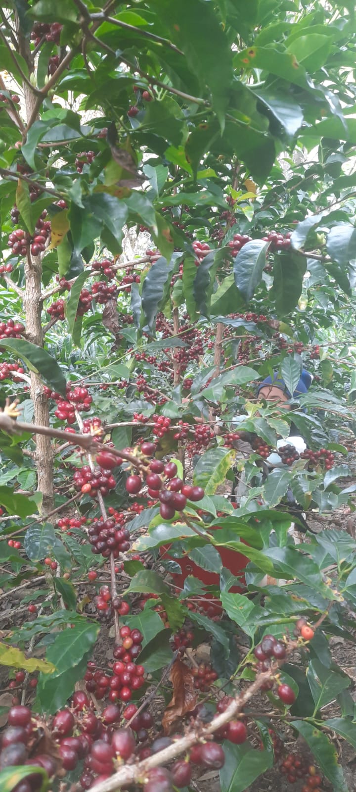 Peru | Demostenes Tantalean | Washed - Geisha