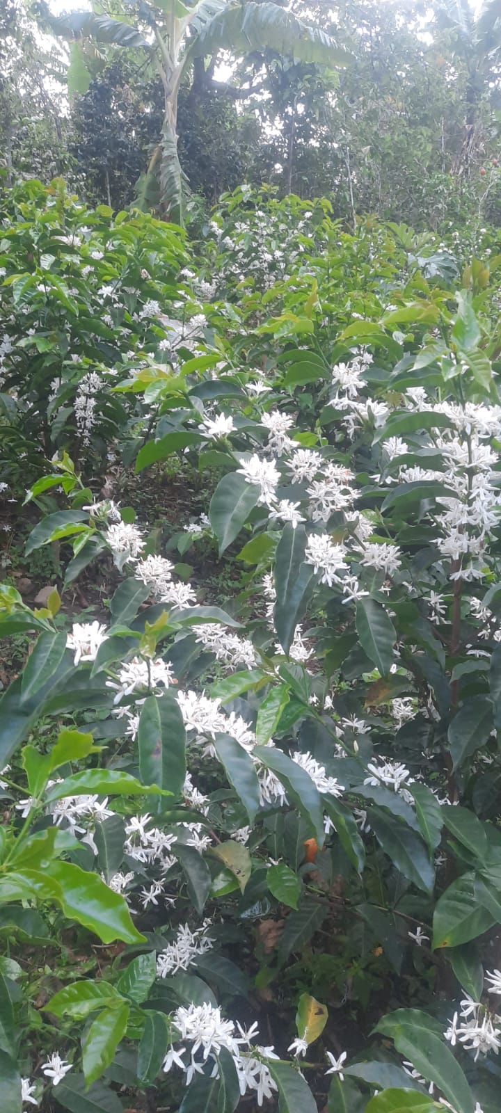 Peru | Demostenes Tantalean | Washed - Geisha