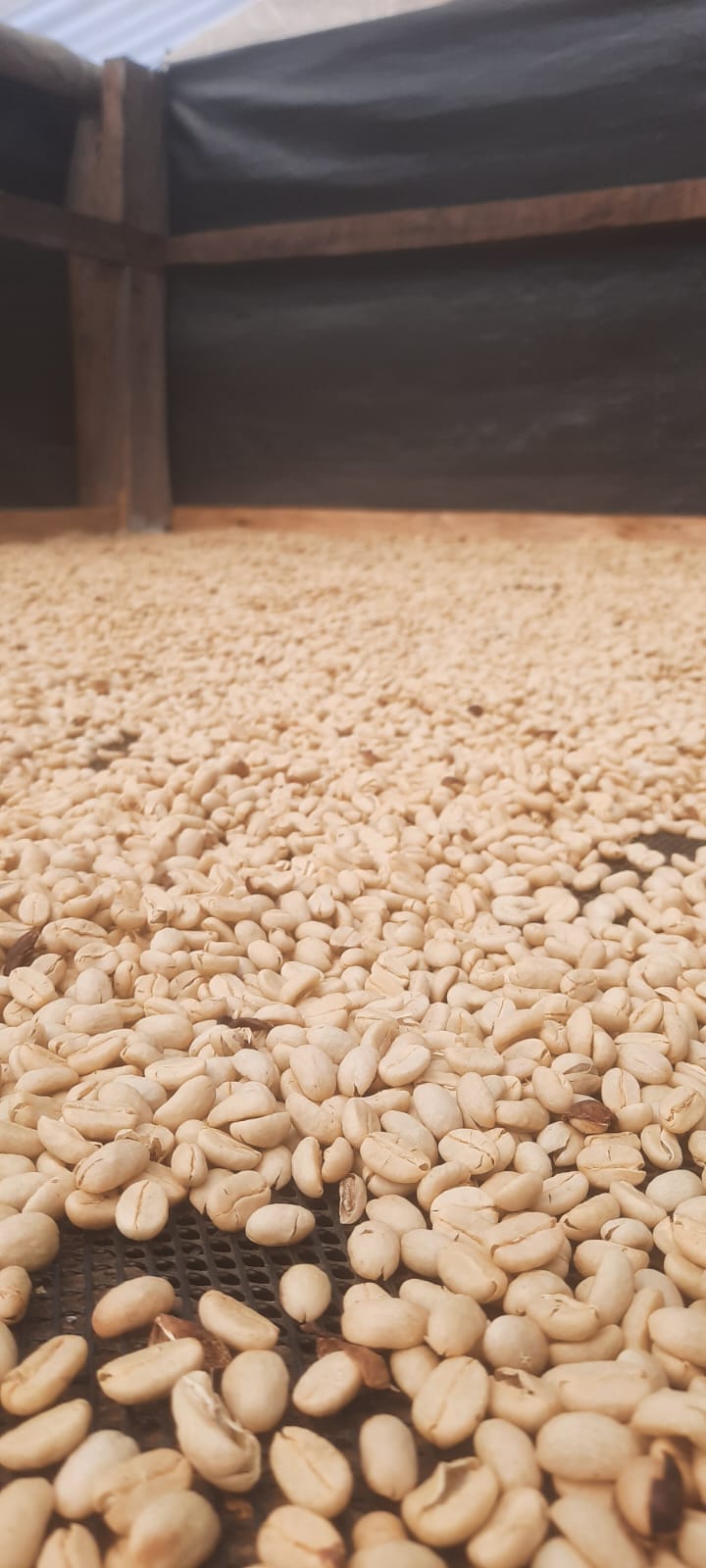 Peru | Demostenes Tantalean | Washed - Geisha