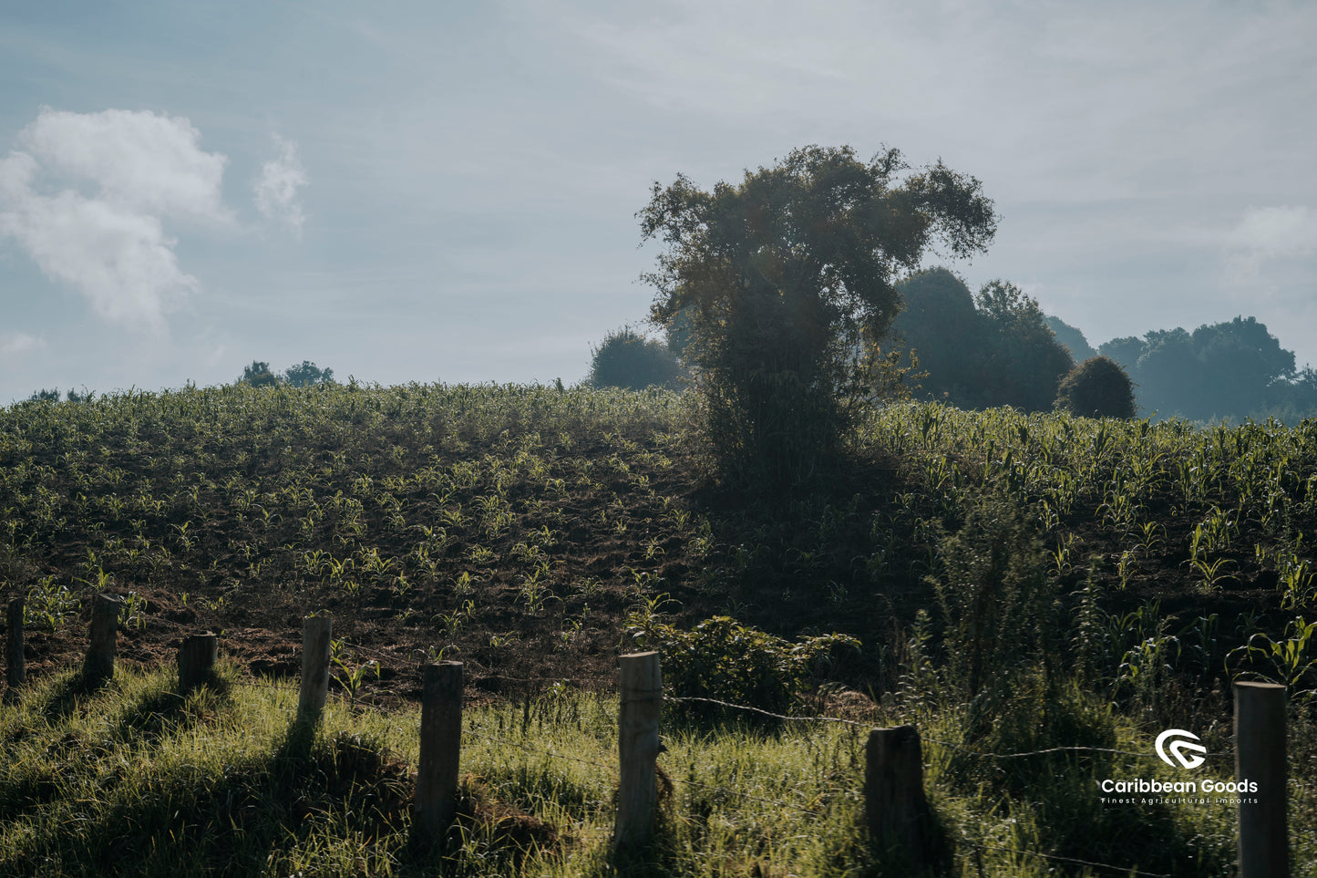 Guatemala | Finca El Socorro | Washed