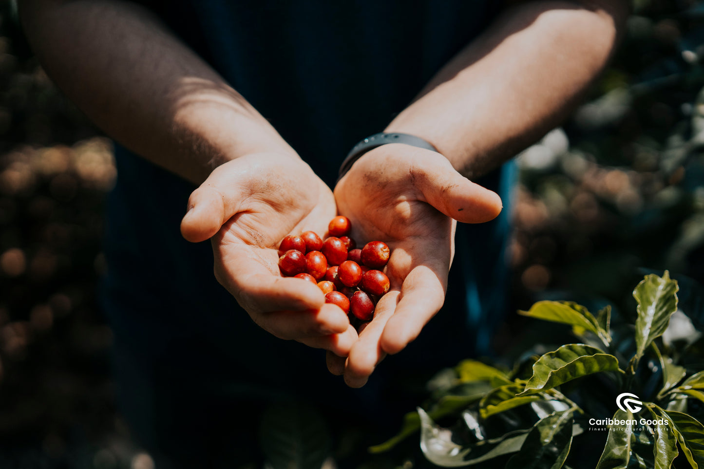 Guatemala | Finca El Socorro | Washed