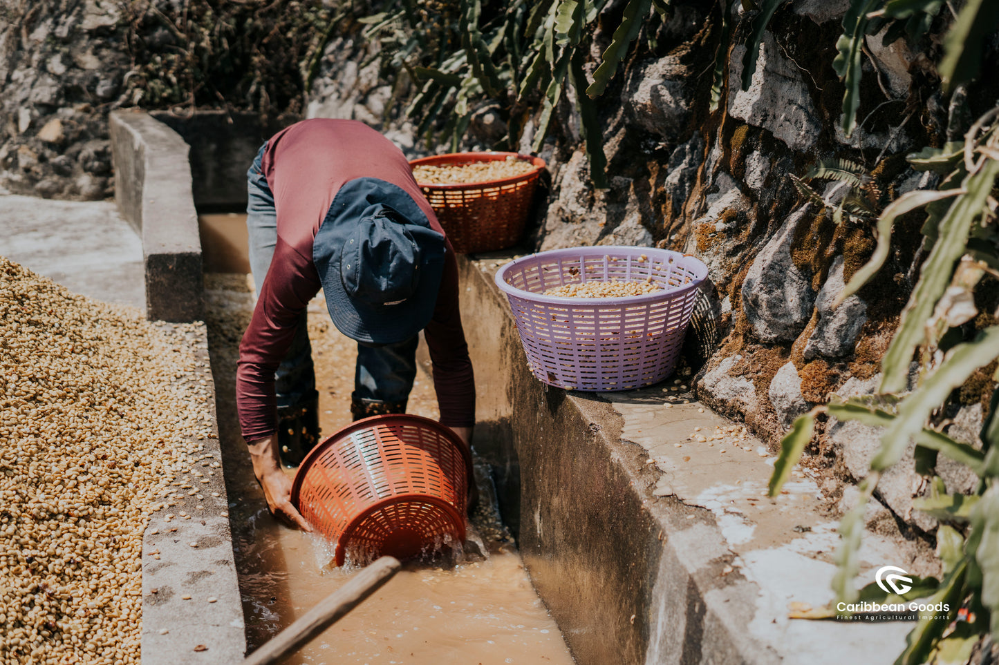 Guatemala | Finca El Socorro | Washed