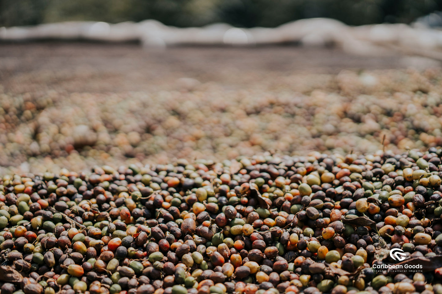 Guatemala | Finca El Socorro | Washed