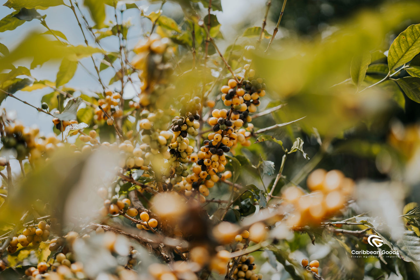 Guatemala | Finca El Socorro | Washed