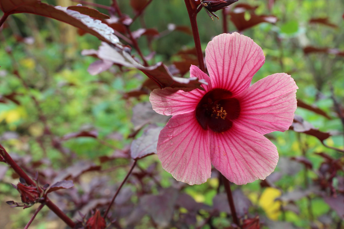 Uganda | Bukonzo Dream | Agri Evolve | Natural