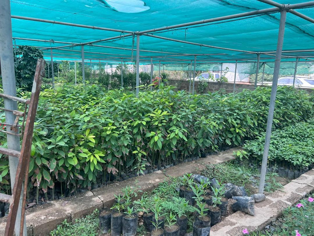 Yemen | Aqeeq Al Yemen | Zahra Bani Murra | Natural | Jaadi