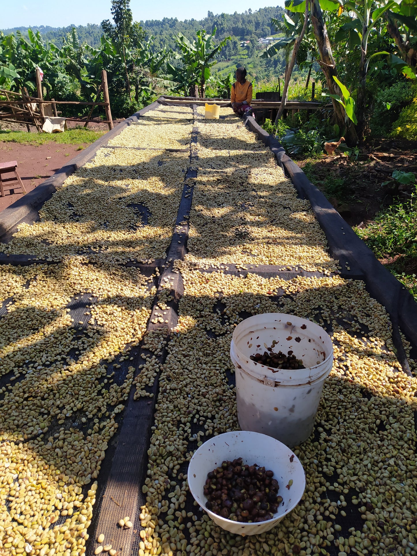 Kenya | Lot 20 | Nandi County - Peaberry | Washed