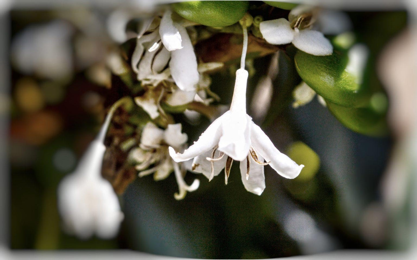 Yemen | Aqeeq Al Yemen | Zahra Bani Murra | Natural | Jaadi