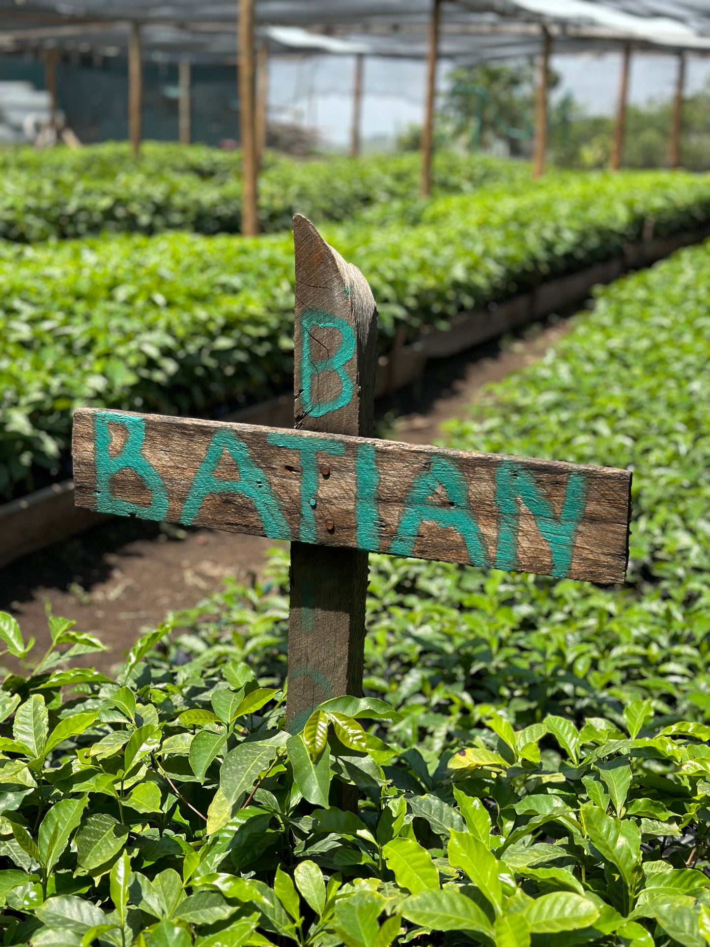 Kenya | Misadhi AB | Fully Washed | Batian