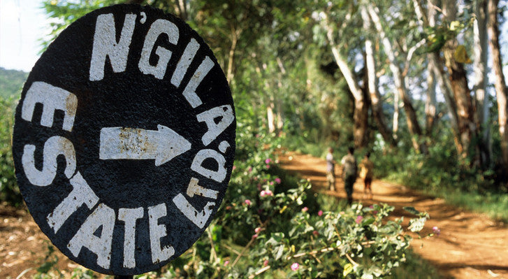 Tanzania | Ngila Estate | Washed | Kent AB