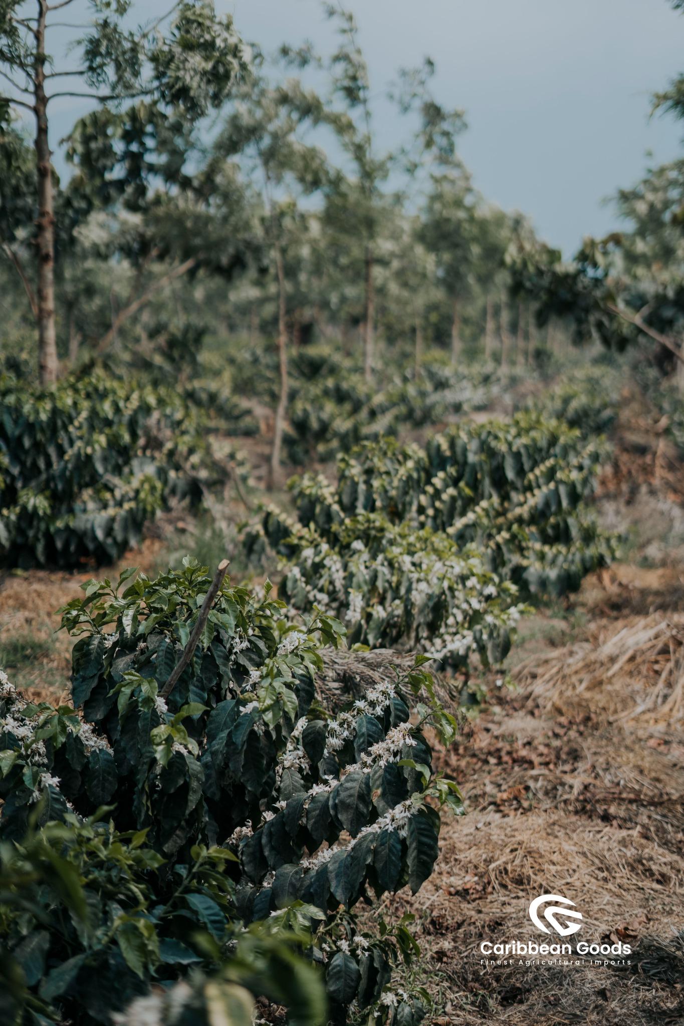 Guatemala | Finca La Concepción | Washed