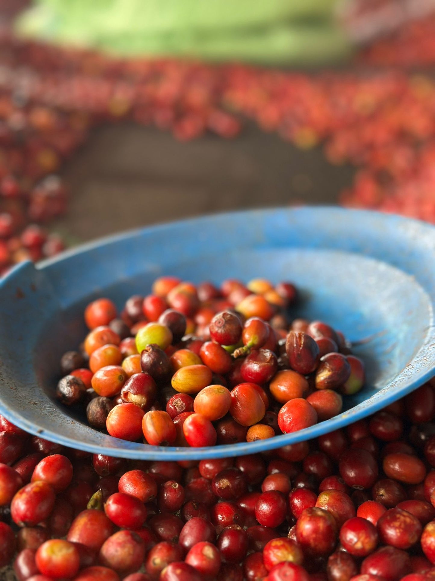 Rwanda | Rwamatamu | Extended Natural