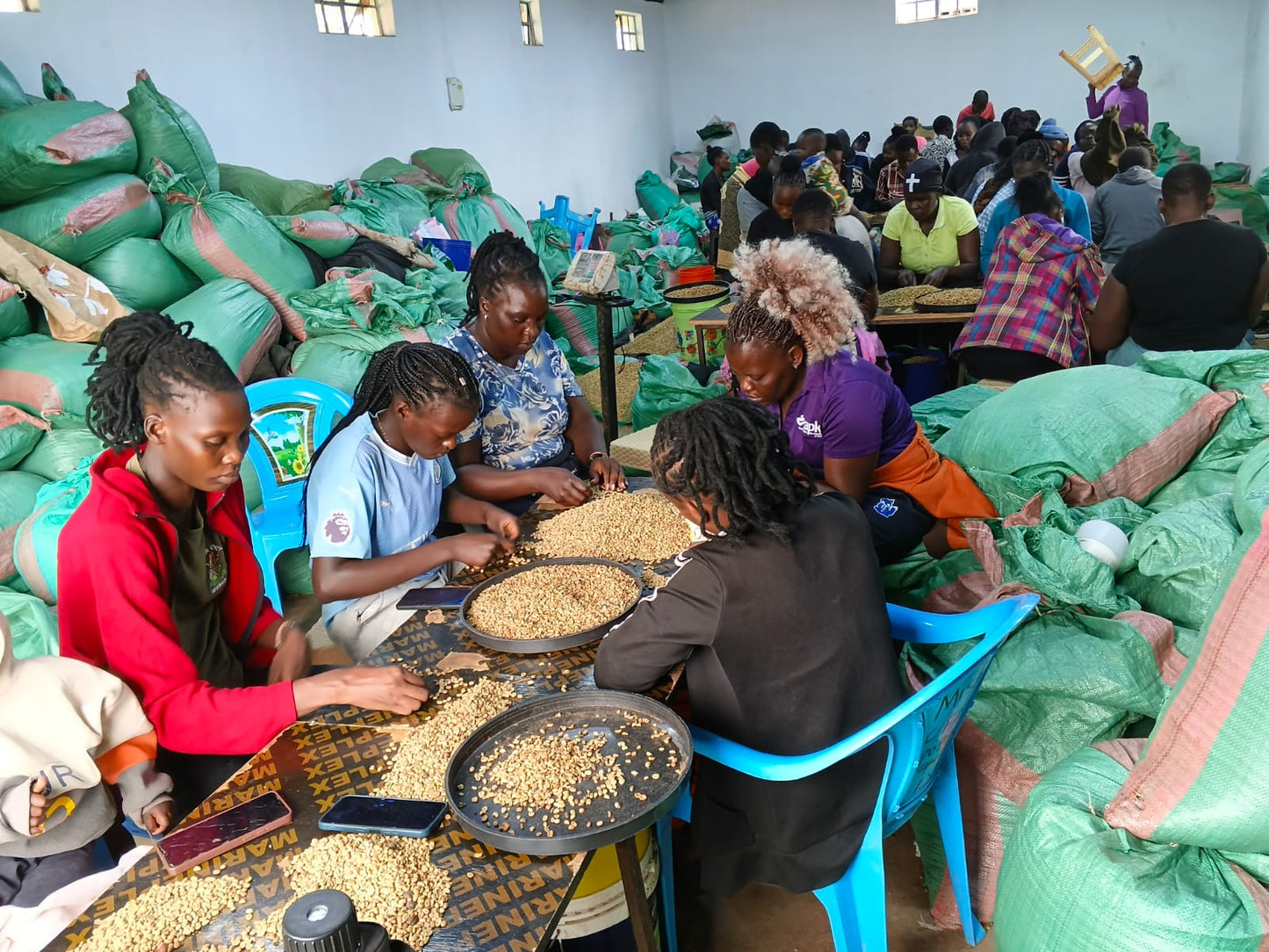 Kenya | Lot 20 | Nandi County - Peaberry | Washed