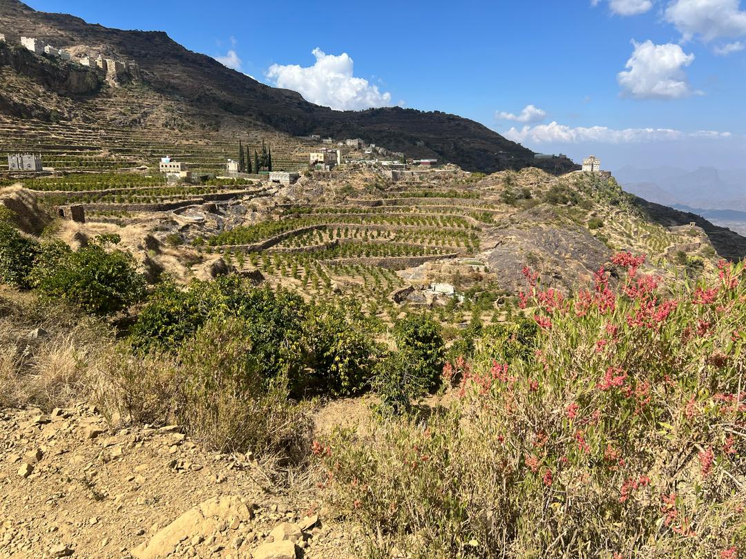 Yemen | Aqeeq Al Yemen | Zahra Bani Murra | Natural | Jaadi