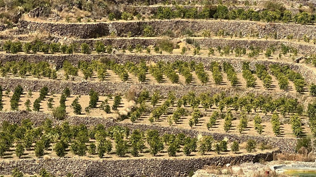 Yemen | Aqeeq Al Yemen | Zahra Bani Murra | Natural | Jaadi