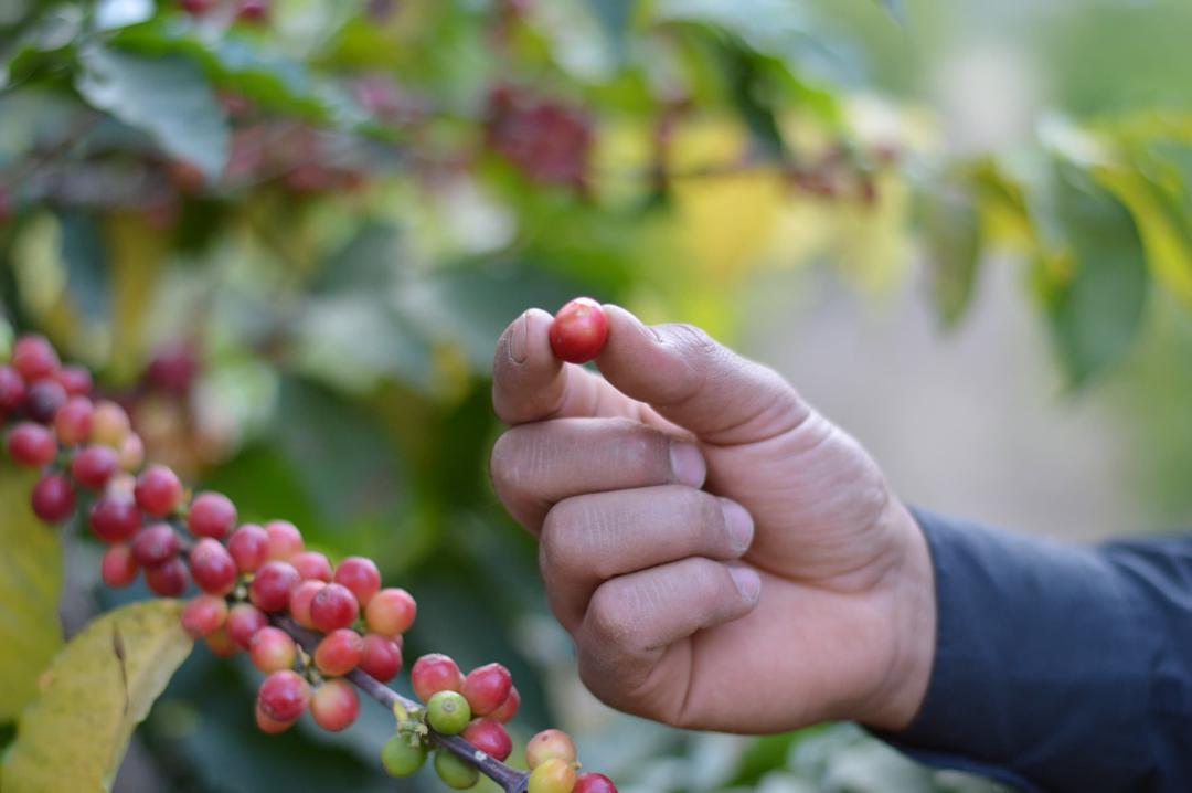 Yemen | Aqeeq Al Yemen | Zahra Bani Murra | Natural | Jaadi