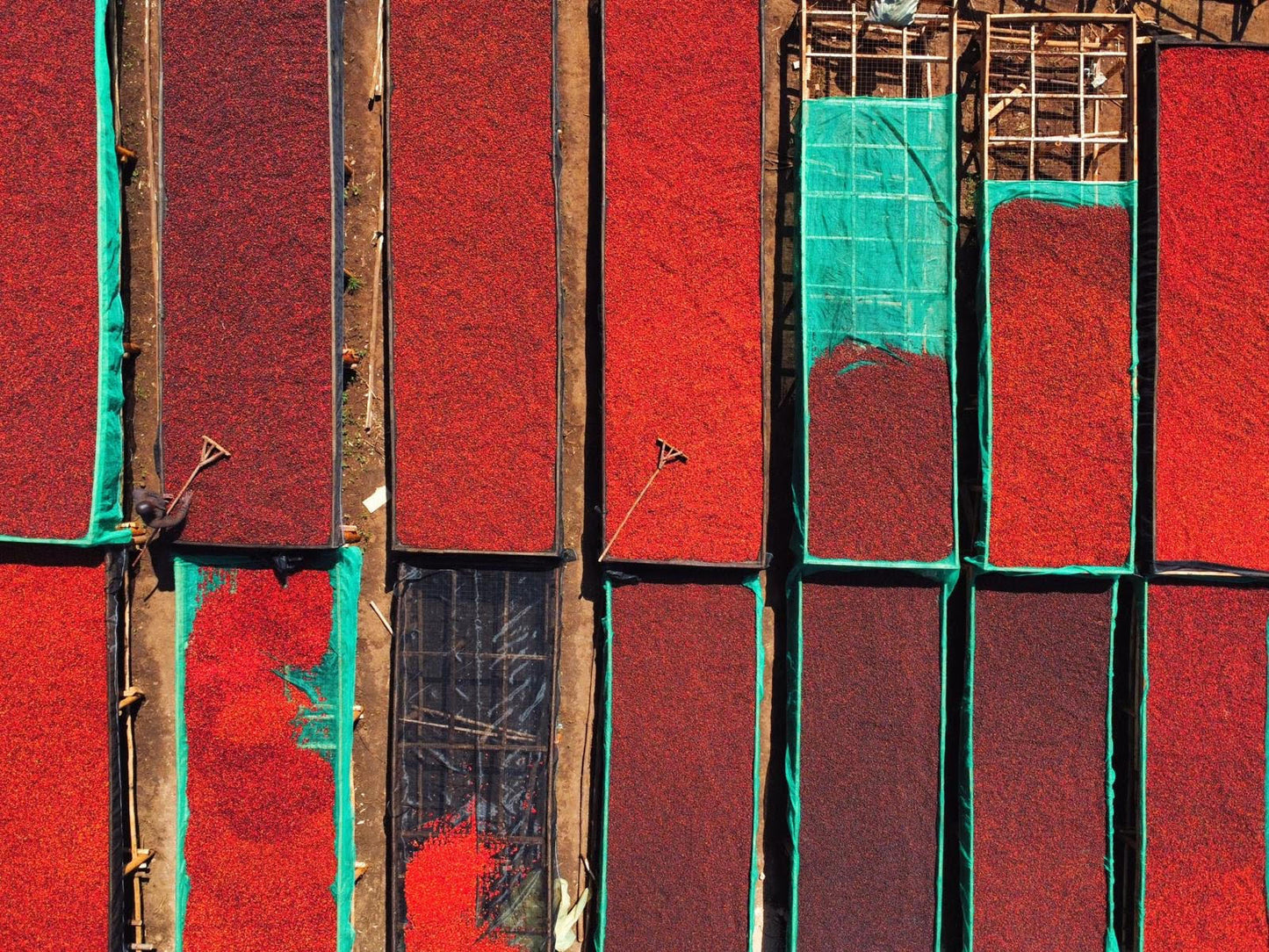 Uganda | Bukonzo Dream | Agri Evolve | Natural