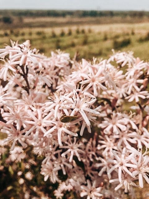 South Africa | Shamba Nathi | Racemosa | Natural