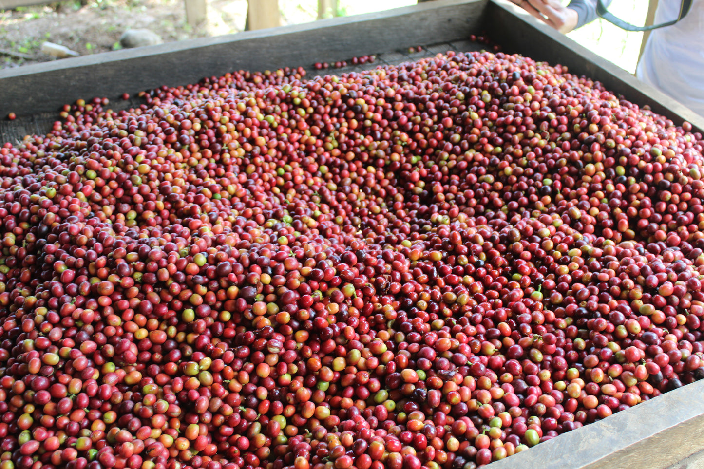 Uganda | Bukonzo Dream | Agri Evolve | Natural